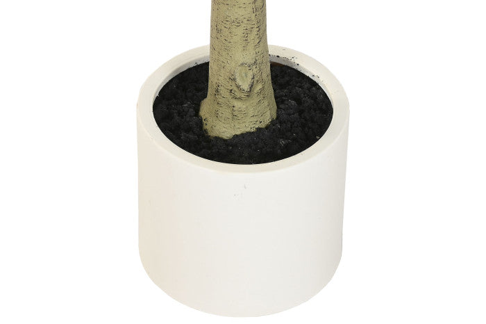 Arbol Magnolio Blanco