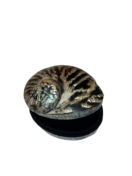 Caja Concha Amonite Negra 15CM