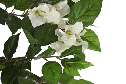 Planta Verde Grande Flor Blanca