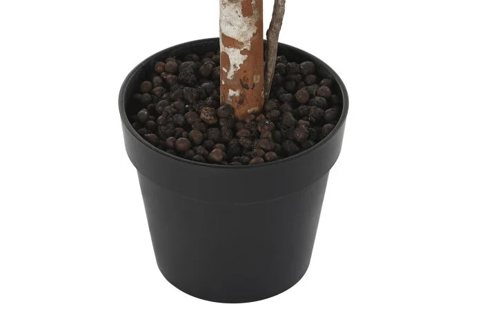 Planta Verde Grande Flor Blanca