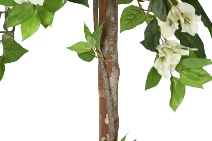 Planta Verde Grande Flor Blanca
