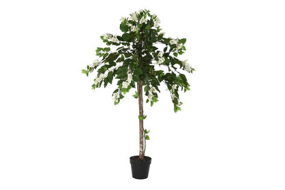 Planta Verde Grande Flor Blanca
