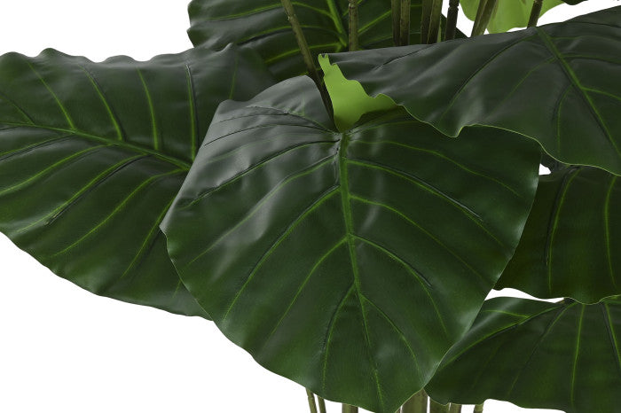 Planta Alocasia Odora Verde