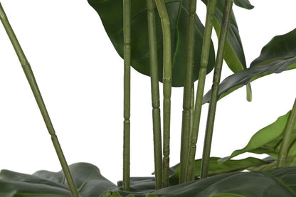 Planta Alocasia Odora Verde