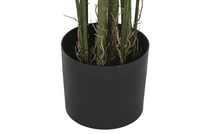 Planta Alocasia Odora Verde