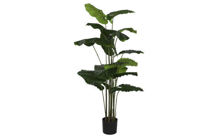 Planta Alocasia Odora Verde