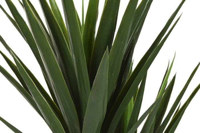 Planta Grande Yuca Verde