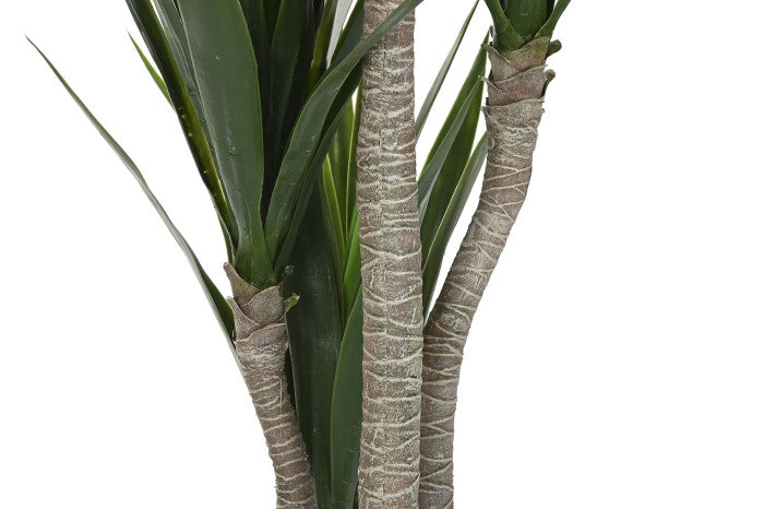 Planta Grande Yuca Verde
