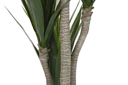 Planta Grande Yuca Verde