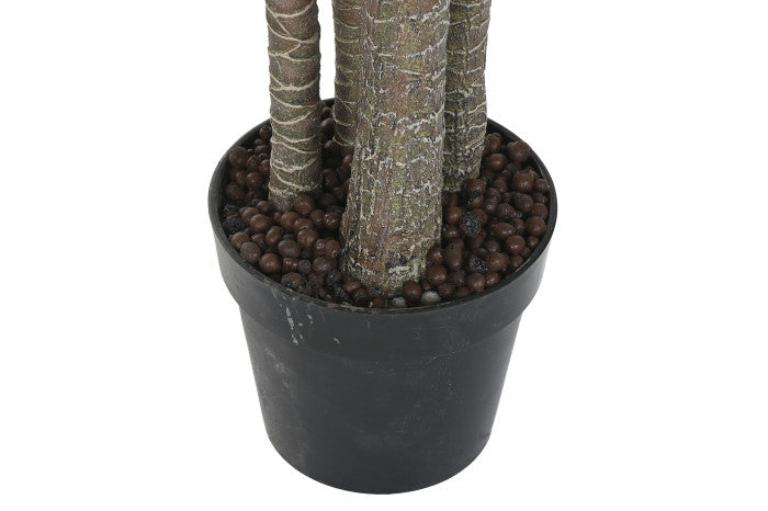 Planta Grande Yuca Verde