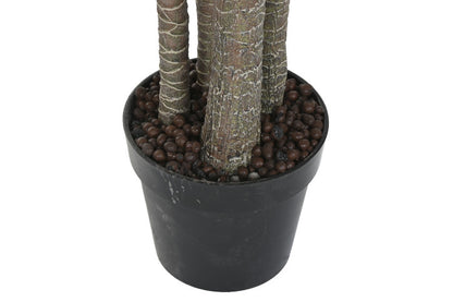 Planta Grande Yuca Verde