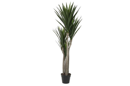 Planta Grande Yuca Verde