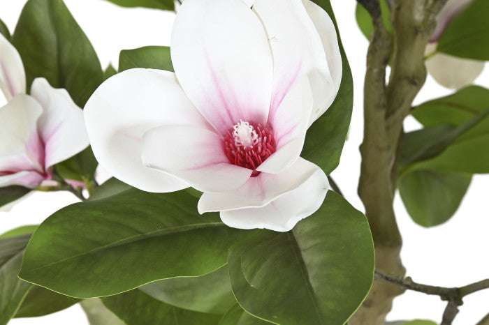 Arbol Magnolio Blanco