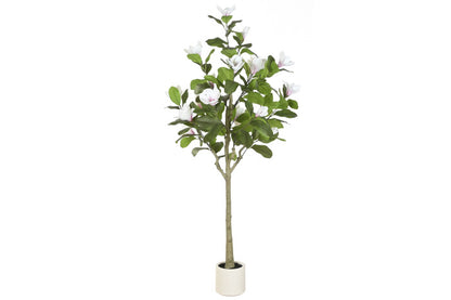 Arbol Magnolio Blanco